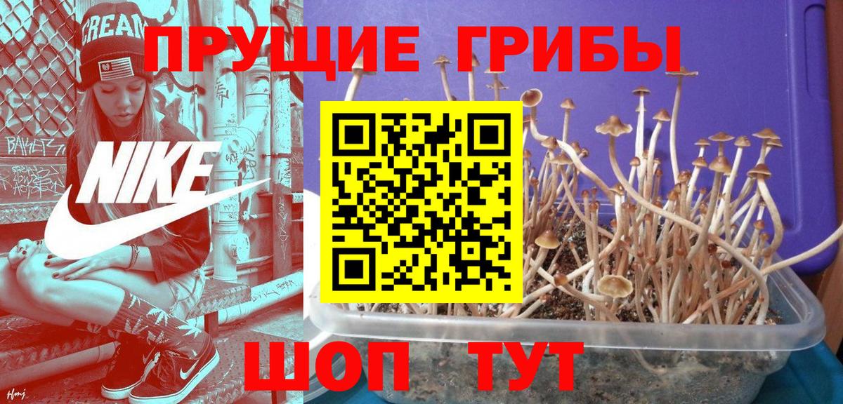 даркнет сайт  Вход с VPN  Псилоцибиновые грибы Magic Shrooms  Ревда  Галлюциногенные грибы прущие грибы 